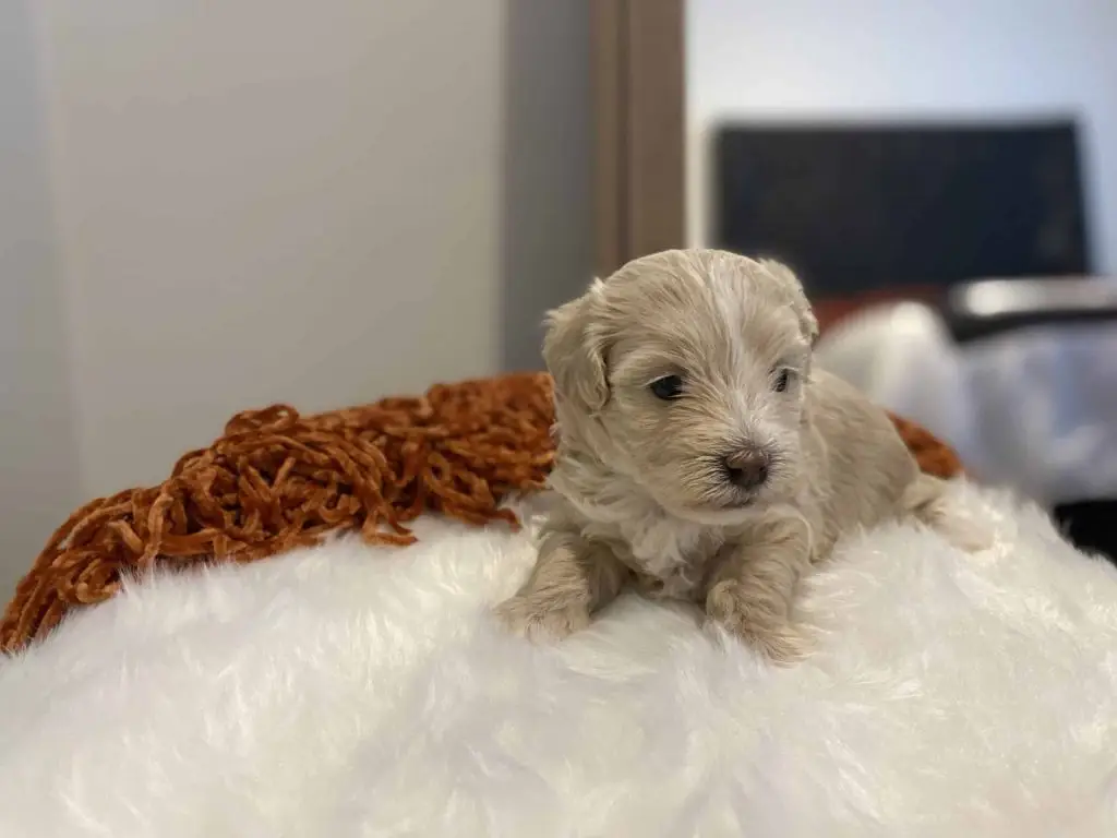 Raspberry, Havapoo Puppy, Havapoo puppies for Sale, Puppy Puppies, Puppies for sale near me