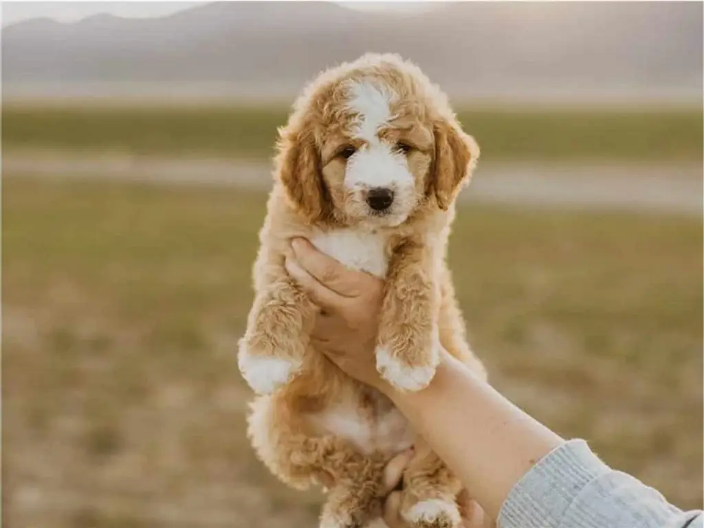Bringing Your Puppy Home