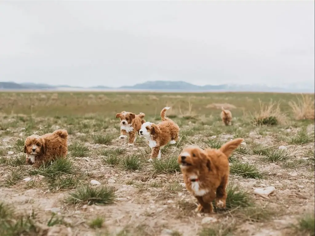 Joys for Raising A Goldendoodle
