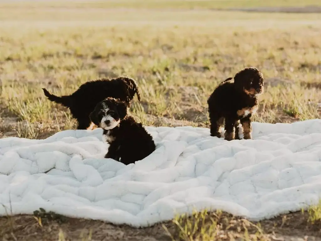 Raising the bernedoodle puppy