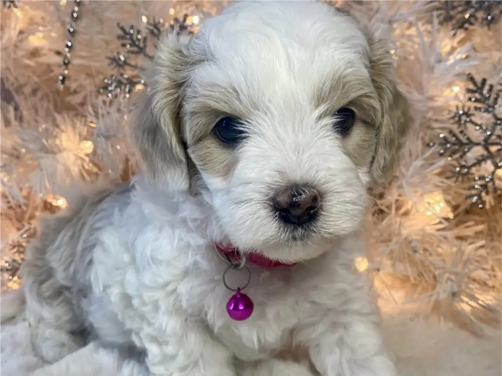 What is a hava tzu poo