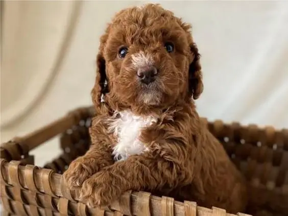 Meg March 2, Goldendoodle for sale near me
