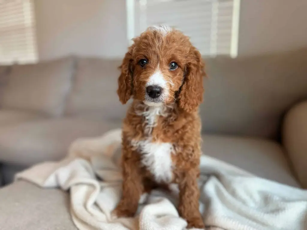 California Goldendoodle puppy delivery – home-raised Goldendoodle puppy available for nanny delivery to Los Angeles, Orange County, and all of California