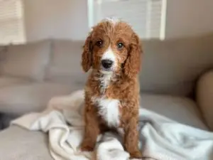 Goldendoodle puppy