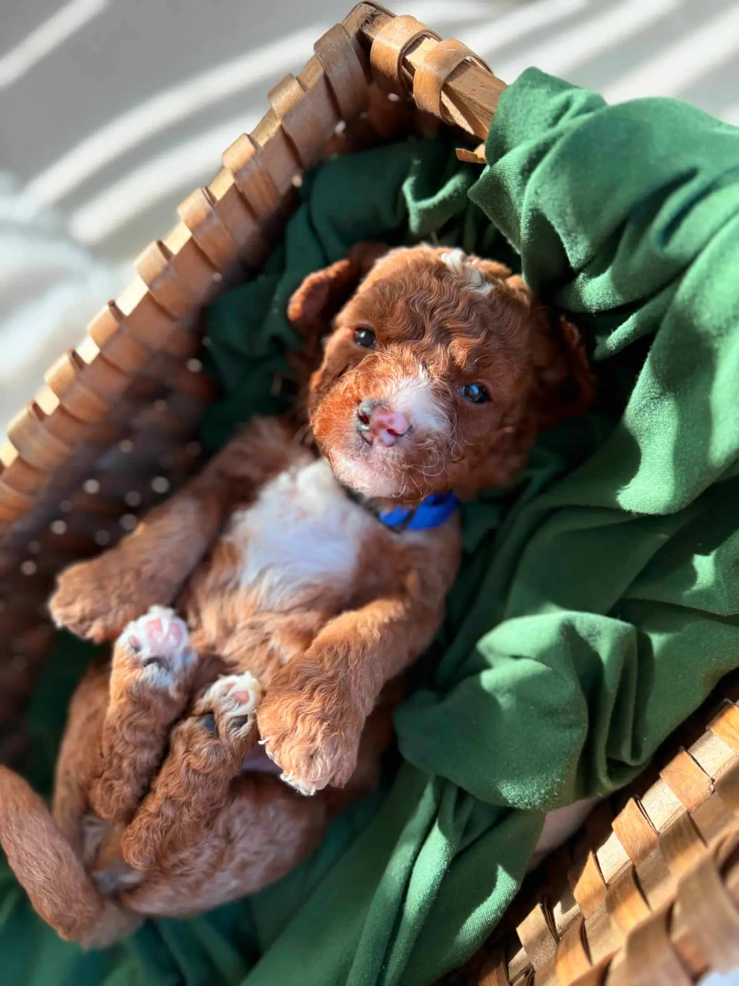 Sarah Johnson, Happy Dog Owner