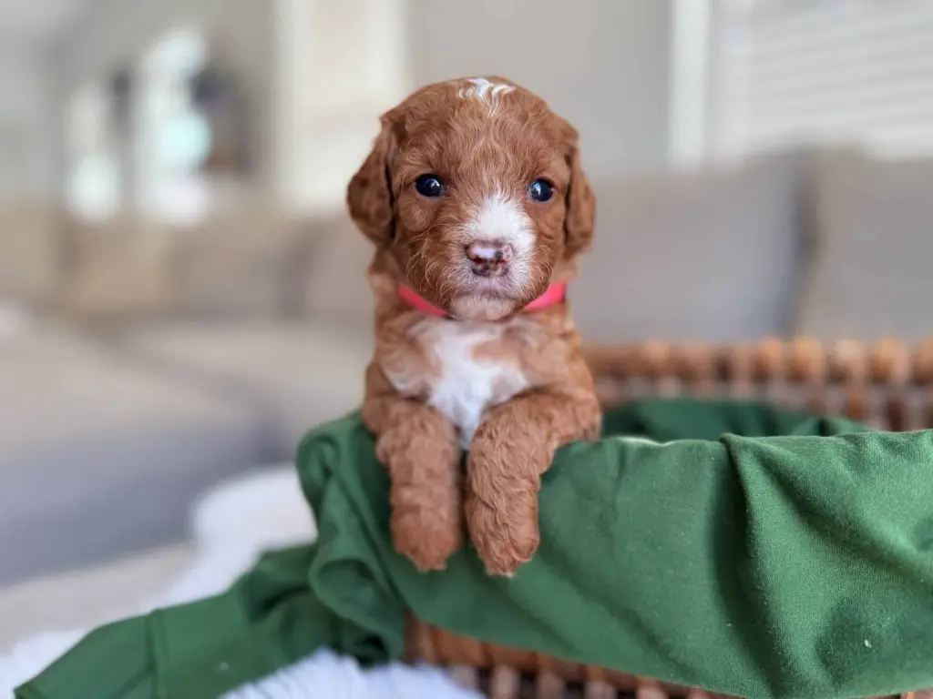 Red and white Goldendoodle puppy resting in a basket, raised at Home Raised Puppies in Eagle Mountain, Utah
