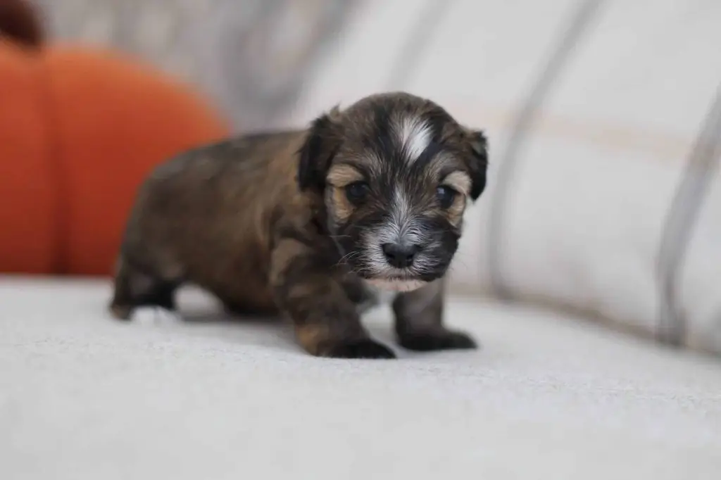 A single Havapoo puppy standing on a couch beside an orange pumpkin, raised at Home Raised Puppies in Eagle Mountain, Utah