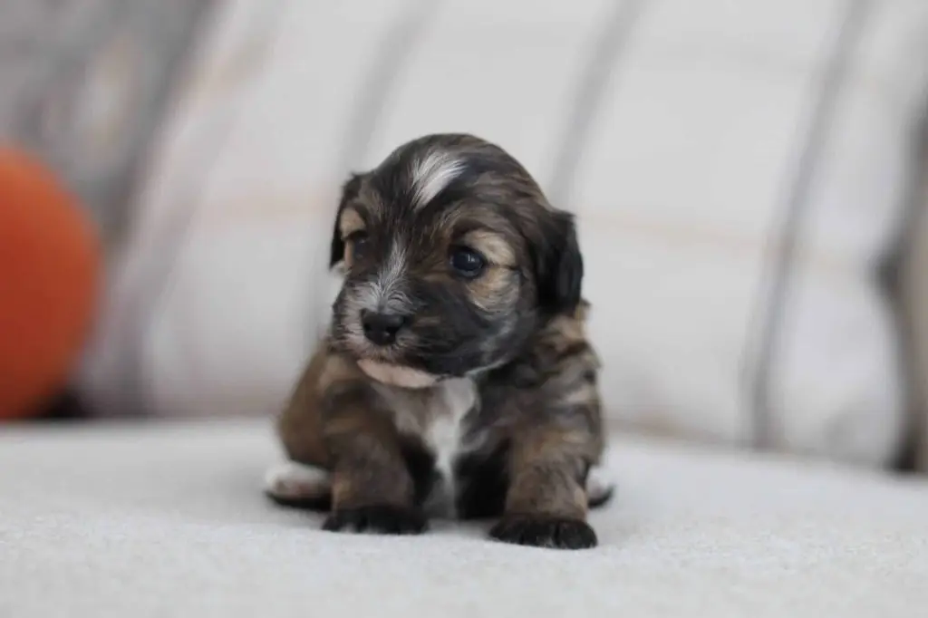 Jerimiah, a Havapoo puppy with a brindle brown and gray wavy coat, sitting on a blanket