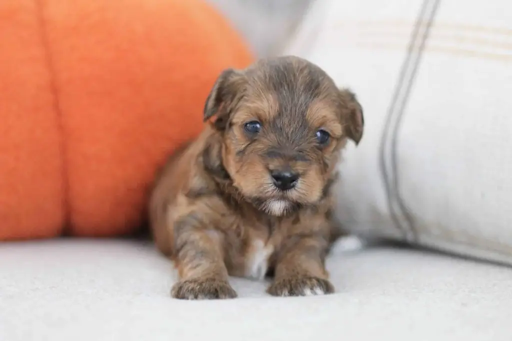 Conrad, a Havapoo puppy with a golden-brown wavy coat, sitting on a blanket