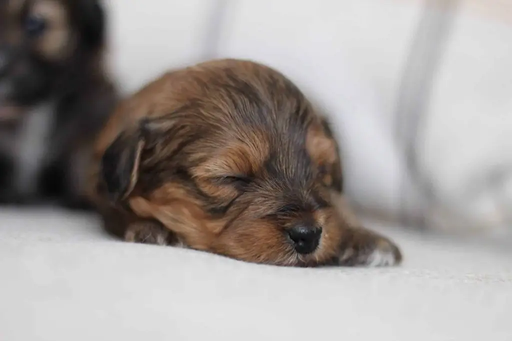 A sleeping Havapoo puppy with a soft brown and tan coat, raised at home in Eagle Mountain, Utah