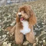 Cilla, the Mini Goldendoodle dam, sitting outdoors
