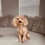 Kai, the AKC Toy Poodle sire, resting on a couch