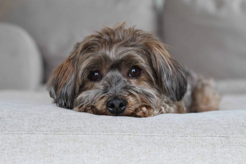 Autumn, AKC Havanese parent of upcoming Havapoo litter at LadyPawsPuppies – Utah puppies with calm, nurturing temperament