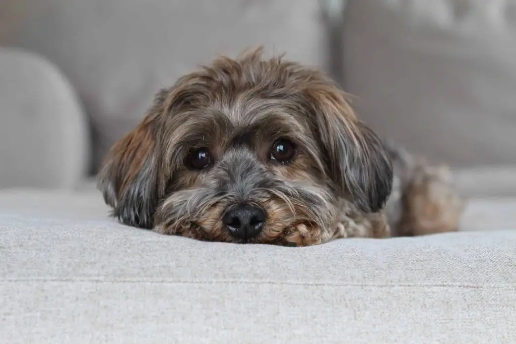 Autumn, AKC Havanese parent of upcoming Havapoo litter at LadyPawsPuppies – Utah puppies with calm, nurturing temperament