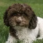 Oreo Bill, the Mini Poodle sire