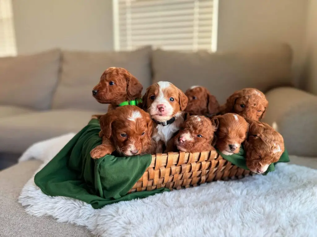 Utah puppy local delivery along the I-15 corridor – Home Raised Puppies breeder serving Salt Lake City, Provo, Ogden and St. George