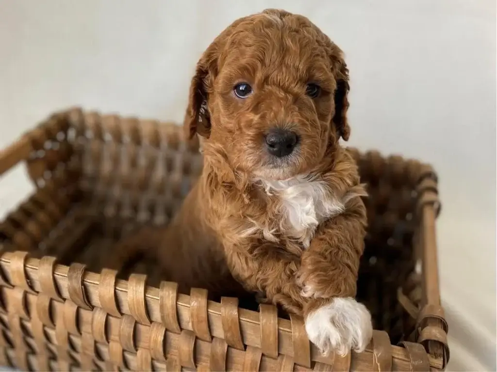 Parvo in puppies: Amy March, a Goldendoodle puppy from Home Raised Puppies