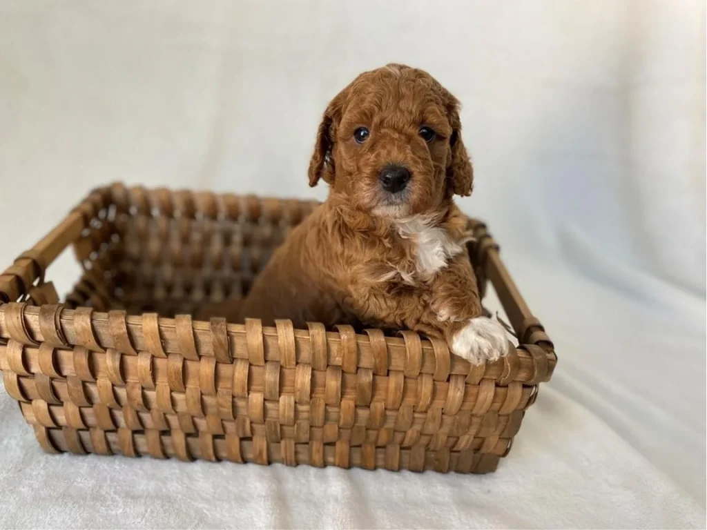Giardia in puppies: Amy March, a Goldendoodle puppy from Home Raised Puppies