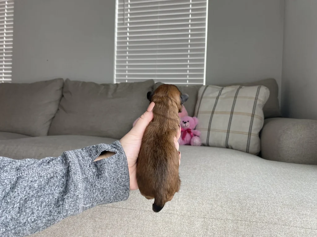 What is a puppy mill: Ariel, a Havapoo puppy from Home Raised Puppies