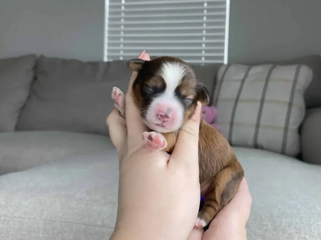 Puppy contract: Ariel, a Havapoo puppy from Home Raised Puppies