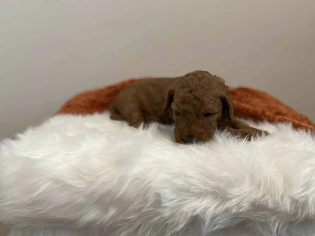 Goldendoodle exercise needs: Ash, a Goldendoodle puppy from Home Raised Puppies