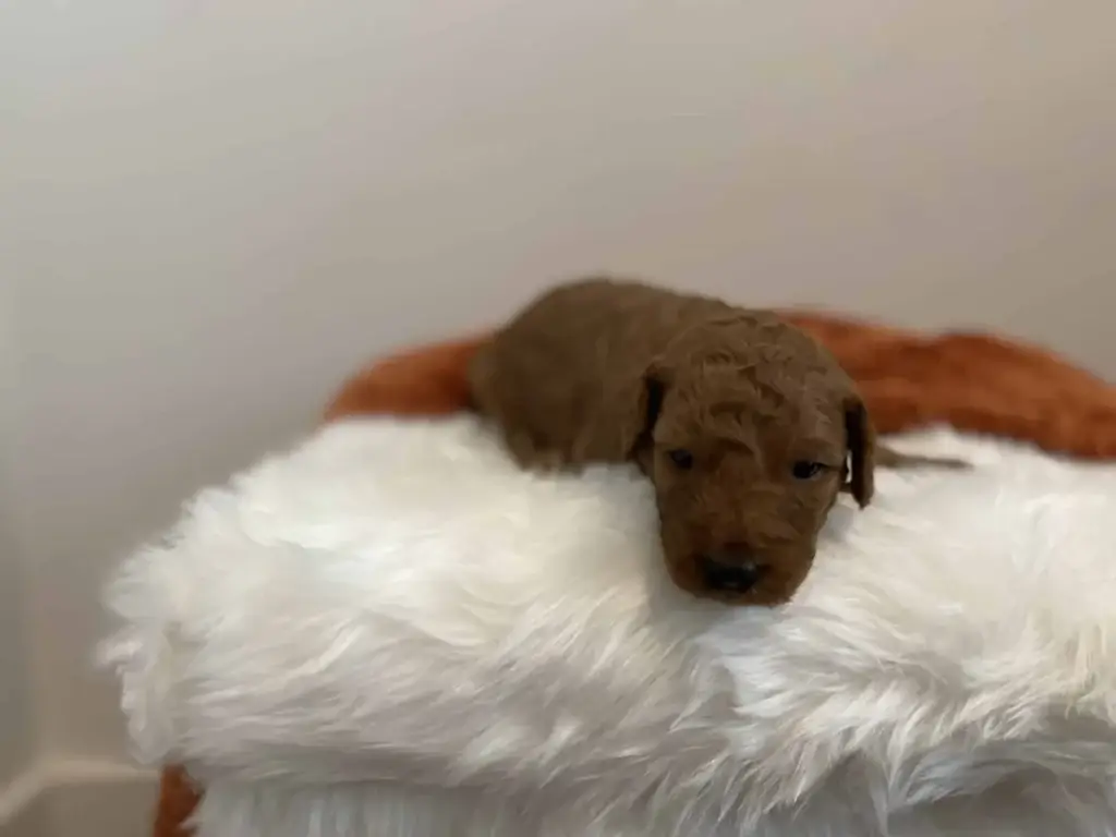 Ash, a Goldendoodle puppy from Home Raised Puppies in Eagle Mountain, Utah