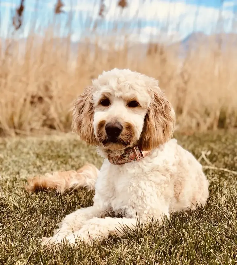 Aspen, one of the parent dogs at Home Raised Puppies in Eagle Mountain, Utah