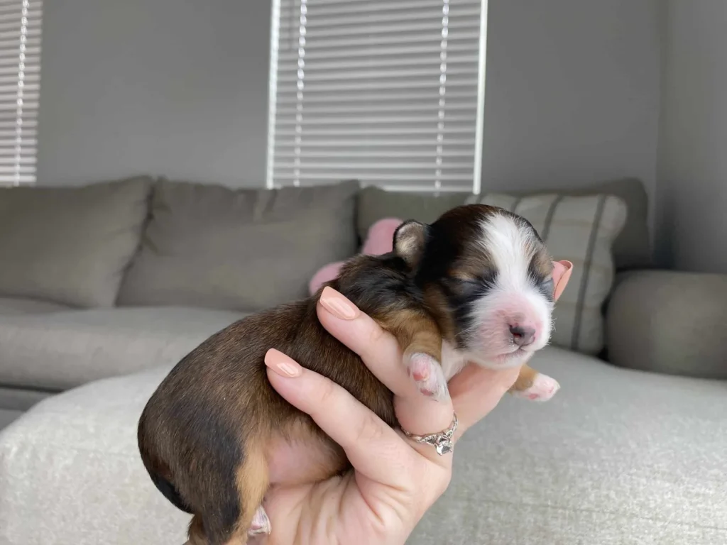 Luxating patella in dogs: Aurora, a Havapoo puppy from Home Raised Puppies