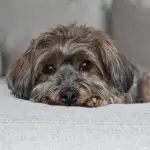 Autumn, the AKC Havanese dam