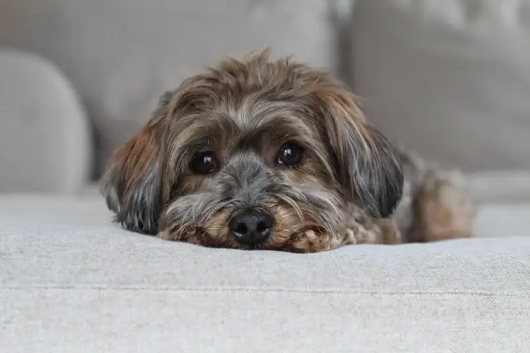 Autumn, the AKC Havanese dam of our Havapoo puppies in Utah