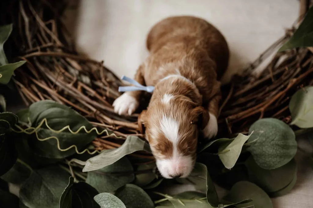 New puppy supplies: Baron, a Goldendoodle puppy from Home Raised Puppies