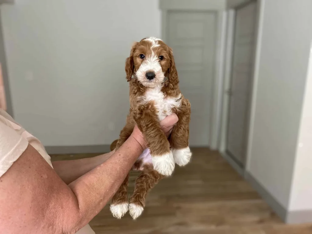 Introducing a puppy to a cat: Baron, a Goldendoodle puppy from Home Raised Puppies