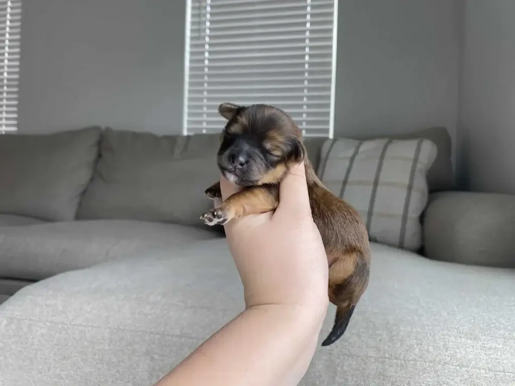 Adopt or buy a dog: Belle, a Havapoo puppy from Home Raised Puppies