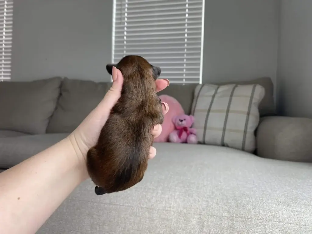 AKC papers: Belle, a Havapoo puppy from Home Raised Puppies