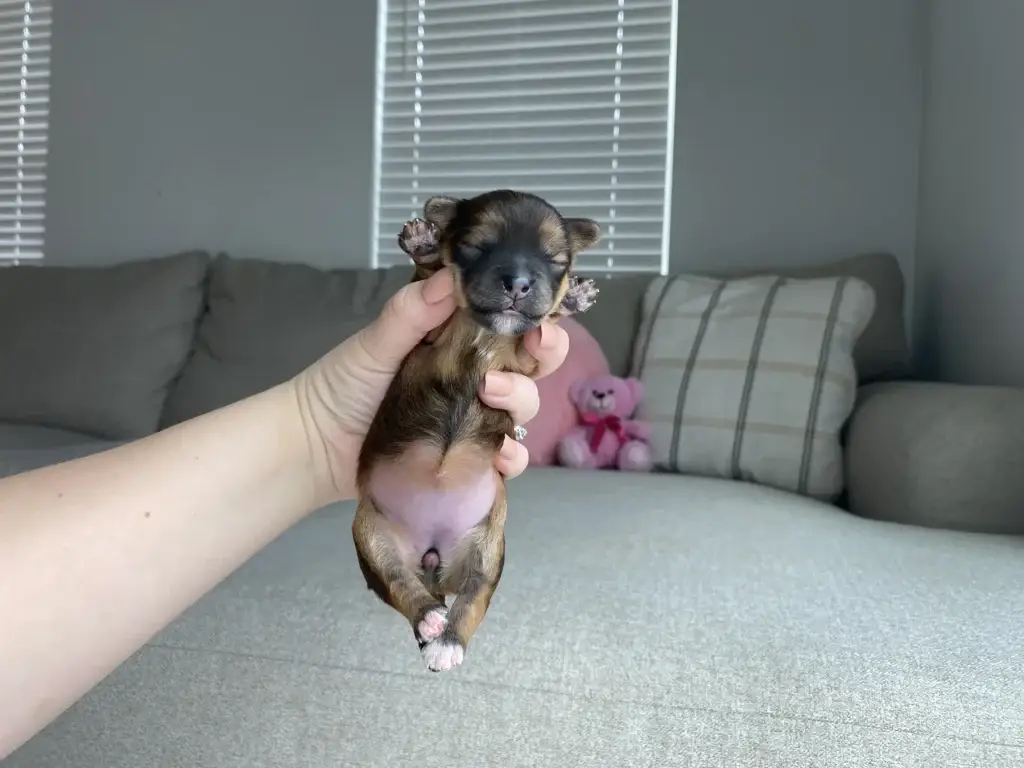 Puppy vaccine schedule: Belle, a Havapoo puppy from Home Raised Puppies