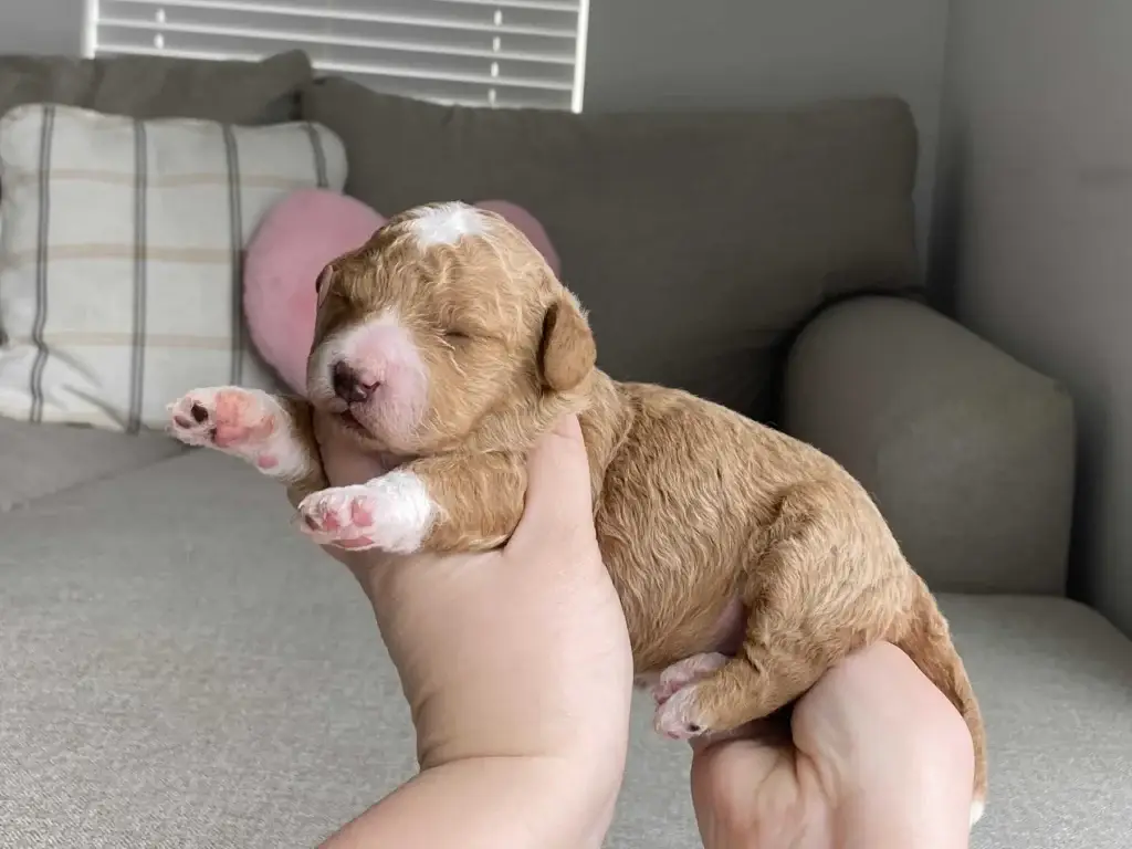 Puppy separation anxiety: Beth, a Goldendoodle puppy from Home Raised Puppies