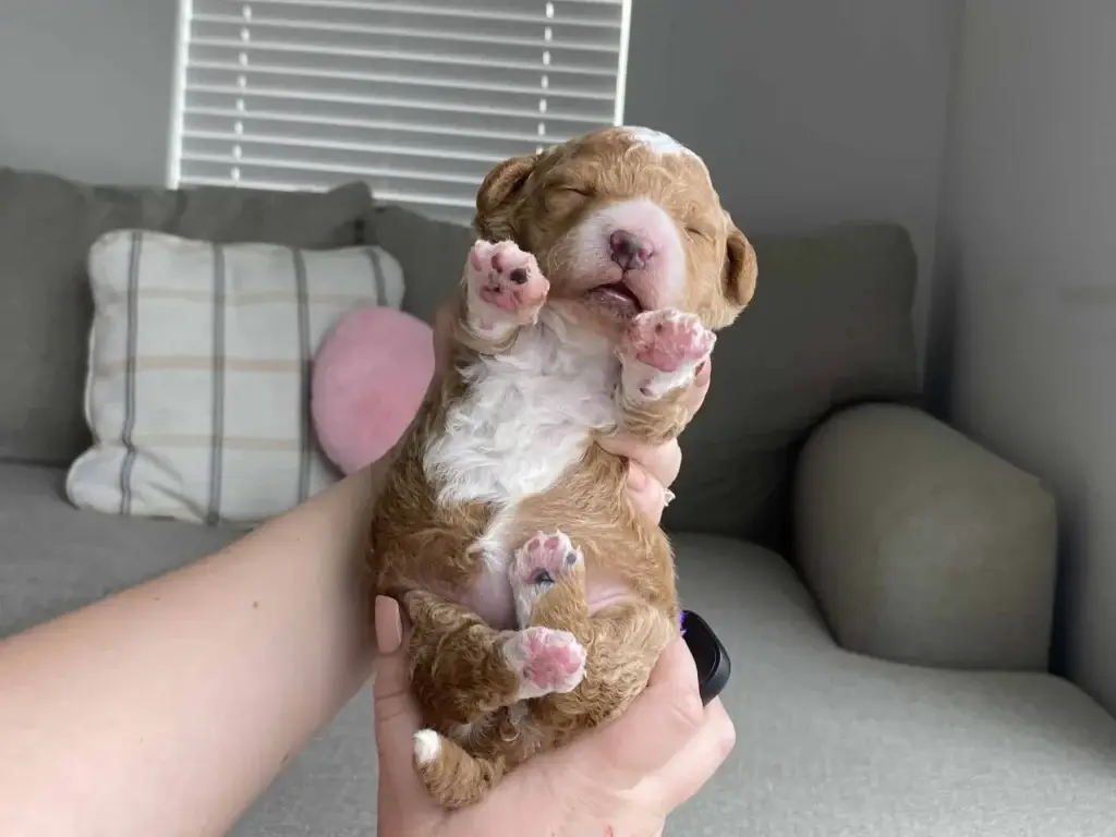 When can puppies go outside: Beth, a Goldendoodle puppy from Home Raised Puppies