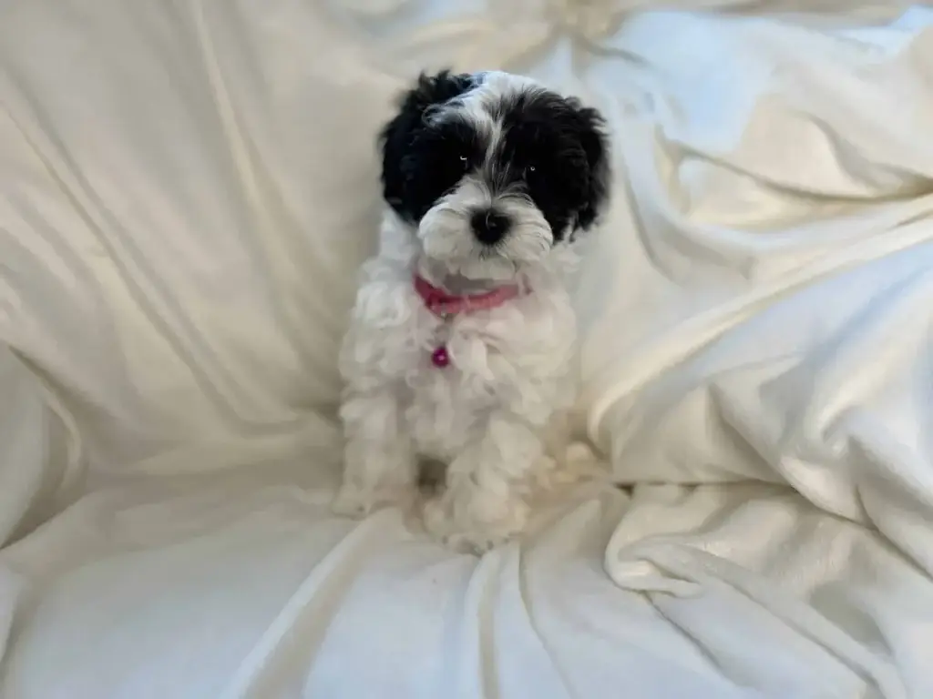 Do Havapoos bark a lot: Big Sis, a Havapoo puppy from Home Raised Puppies