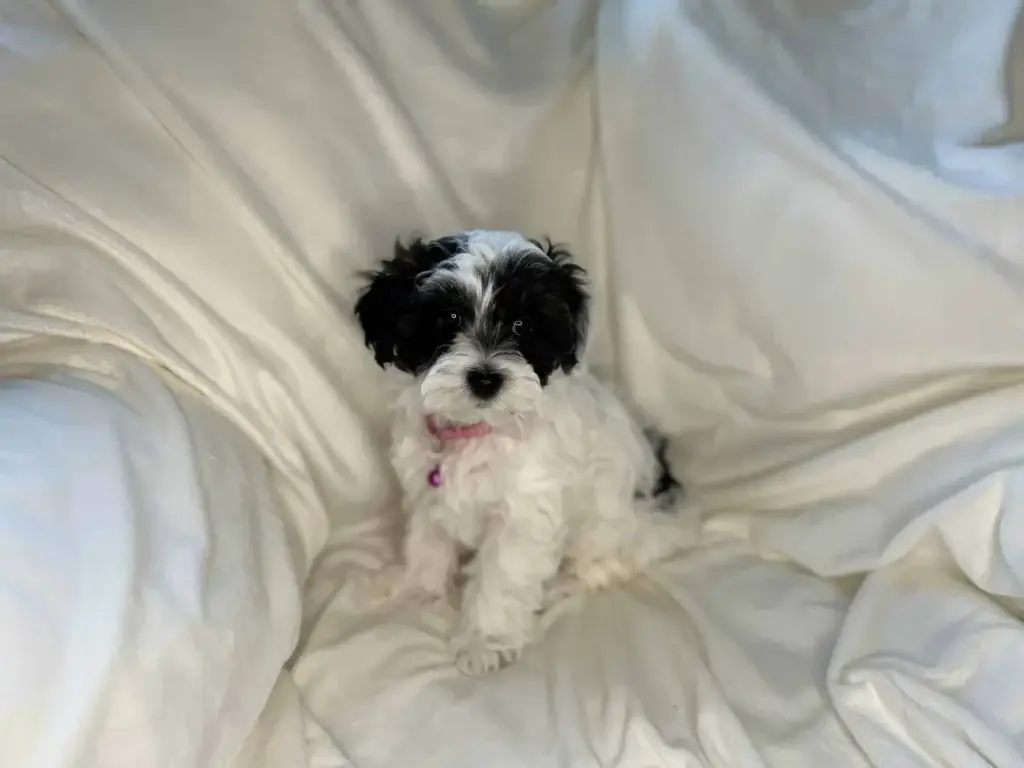 How much exercise does a puppy need: Big Sis, a Havapoo puppy from Home Raised Puppies