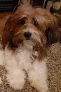 Big Sis, a Havapoo puppy from Home Raised Puppies in Eagle Mountain, Utah