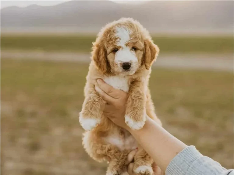 Bringing Your Puppy Home, from Home Raised Puppies in Eagle Mountain, Utah