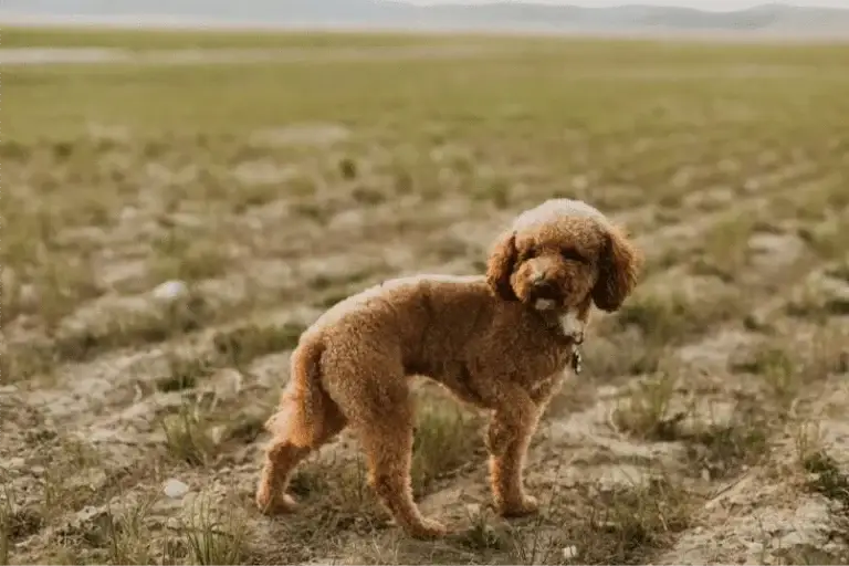 Bruno, one of the parent dogs at Home Raised Puppies in Eagle Mountain, Utah