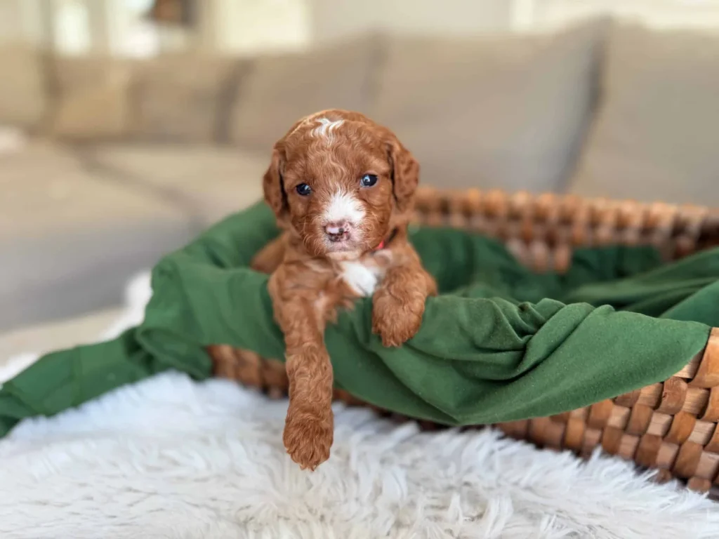 Puppy teething timeline: Bunny, a Goldendoodle puppy from Home Raised Puppies