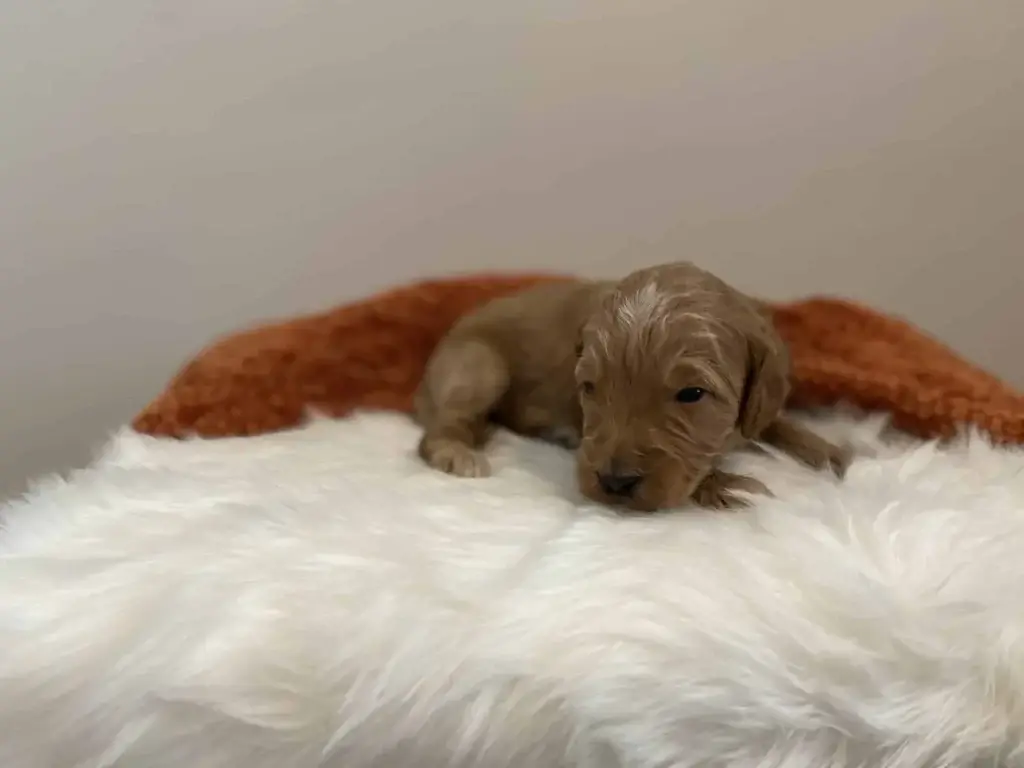 Goldendoodle vs Bernedoodle: Cedar, a Goldendoodle puppy from Home Raised Puppies