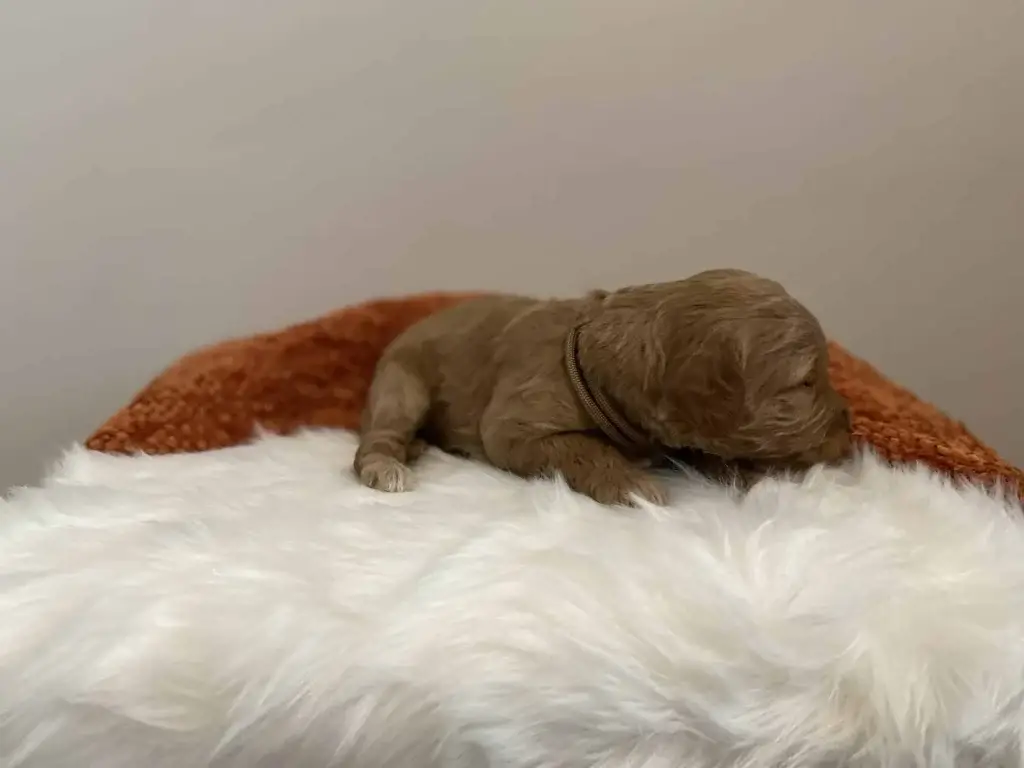 Mini Goldendoodle vs Cavapoo: Cedar, a Goldendoodle puppy from Home Raised Puppies