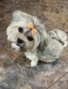 Chanel, one of the parent dogs at Home Raised Puppies in Eagle Mountain, Utah