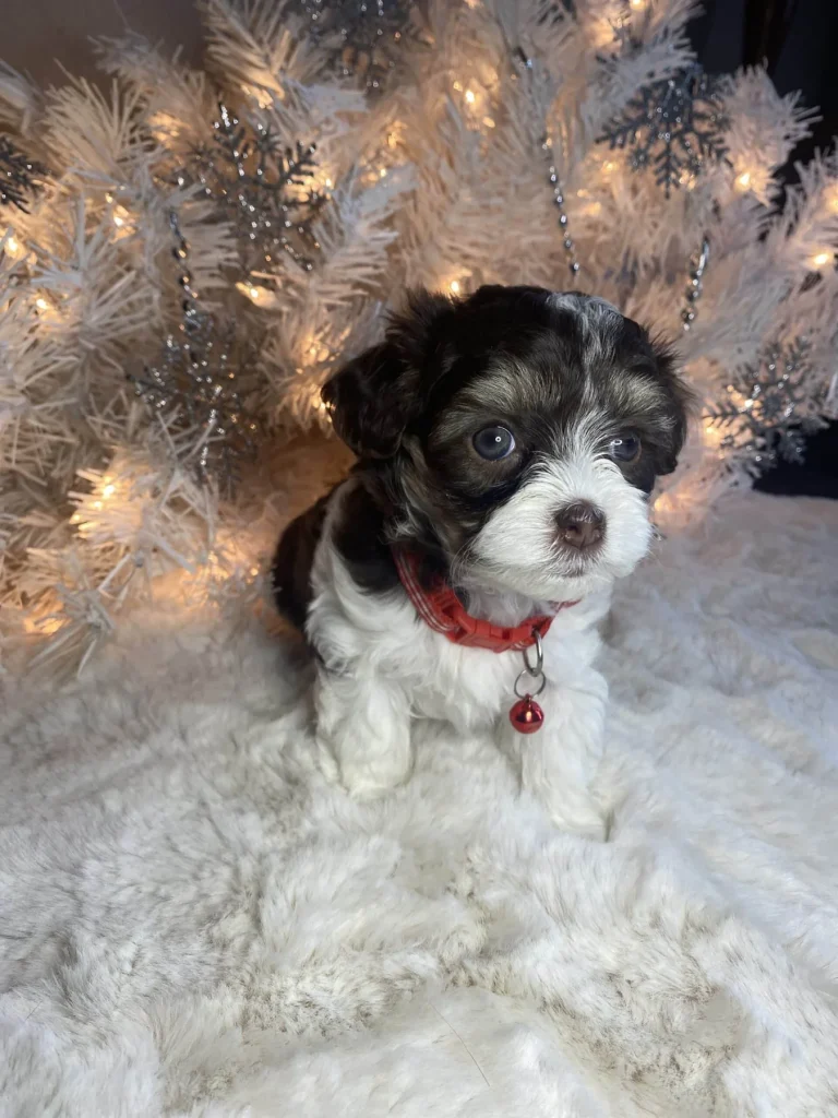 Chanel's Hava Tzu Poo Litter, from Home Raised Puppies in Eagle Mountain, Utah
