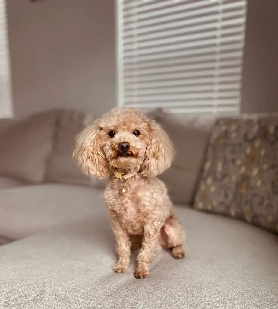 Cilla and Kai Micro Goldendoodle Litter – Feb 2026 (Litter Closed), from Home Raised Puppies in Eagle Mountain, Utah