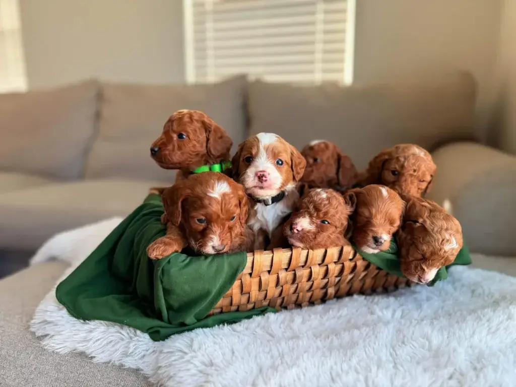 Cilla and Kai Micro Goldendoodle Litter – Feb 2026 (Litter Closed), from Home Raised Puppies in Eagle Mountain, Utah