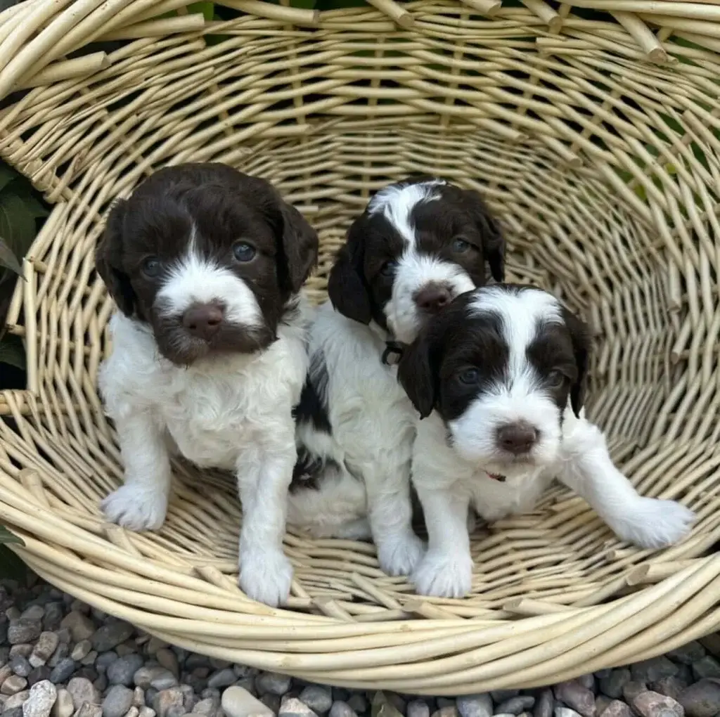 Puppy development stages: young Havapoo puppies in a litter at Home Raised Puppies